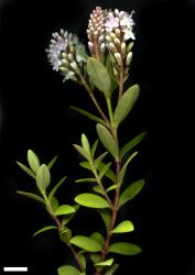 Veronica chathamica. Sprig. Scale = 10 mm.
 Image: M.J. Bayly & A.V. Kellow © Te Papa CC-BY-NC 3.0 NZ